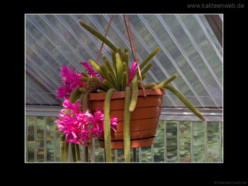 Aporocactus flagelliformis Aporocactus flagelliformis