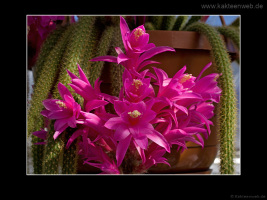 Aporocactus flagelliformis