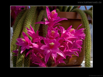Aporocactus flagelliformis Aporocactus flagelliformis