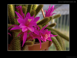 Aporocactus flagelliformis