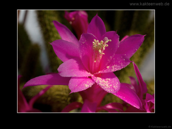 Aporocactus flagelliformis Aporocactus flagelliformis