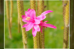 Aporocactus flagelliformis