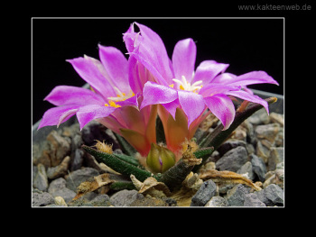 Ariocarpus agavoides