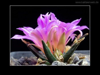 Ariocarpus agavoides