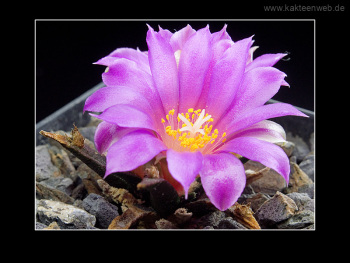 Ariocarpus agavoides