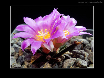 Ariocarpus agavoides