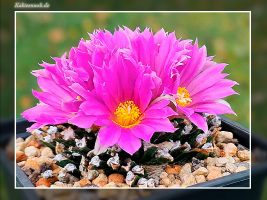 Ariocarpus agavoides