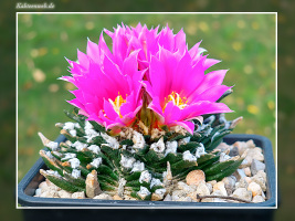 Ariocarpus agavoides