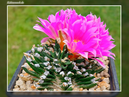 Ariocarpus agavoides