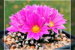 Ariocarpus agavoides