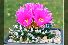 Ariocarpus agavoides