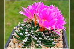 Ariocarpus agavoides