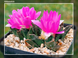 Ariocarpus bravoanus