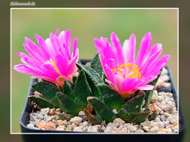 Ariocarpus bravoanus