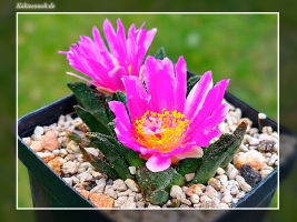 Ariocarpus bravoanus