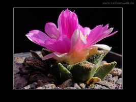 Ariocarpus bravoanus