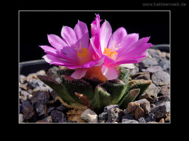 Ariocarpus bravoanus