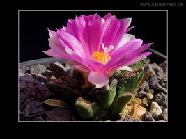 Ariocarpus bravoanus