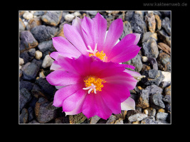 Ariocarpus bravoanus