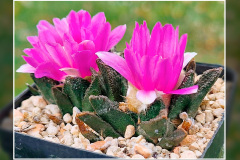 Ariocarpus bravoanus