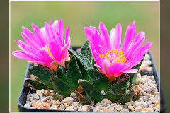 Ariocarpus bravoanus