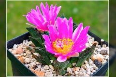 Ariocarpus bravoanus