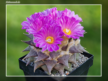Ariocarpus confusus Ariocarpus confusus
