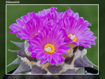 Ariocarpus confusus Ariocarpus confusus