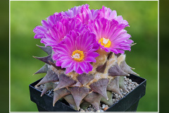 Ariocarpus confusus