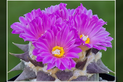 Ariocarpus confusus
