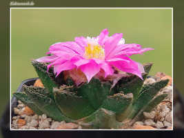 Ariocarpus fissuratus var. hintonii