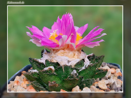 Ariocarpus fissuratus var. hintonii