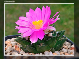 Ariocarpus fissuratus var. hintonii