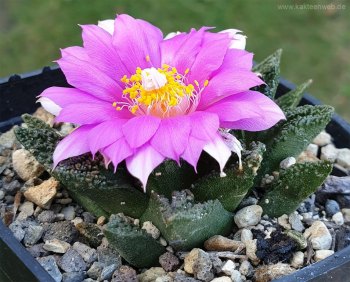 Ariocarpus fissuratus var. hintonii Ariocarpus fissuratus var. hintonii