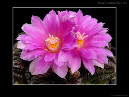 Ariocarpus fissuratus var. hintonii