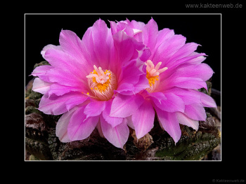 Ariocarpus fissuratus var. hintonii Ariocarpus fissuratus var. hintonii