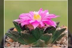 Ariocarpus fissuratus var. hintonii