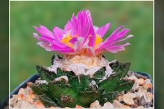 Ariocarpus fissuratus var. hintonii