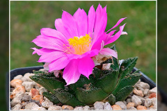 Ariocarpus fissuratus var. hintonii