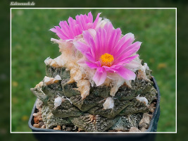 Ariocarpus fissuratus