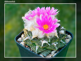 Ariocarpus fissuratus