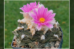 Ariocarpus fissuratus