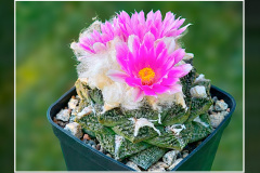 Ariocarpus fissuratus