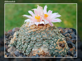 Ariocarpus kotschoubeyanus var. albiflorus