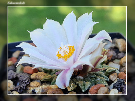 Ariocarpus kotschoubeyanus var. albiflorus