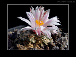 Ariocarpus kotschoubeyanus var. albiflorus