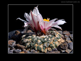 Ariocarpus kotschoubeyanus var. albiflorus