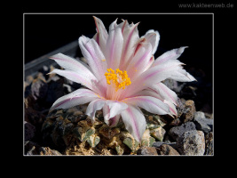 Ariocarpus kotschoubeyanus var. albiflorus