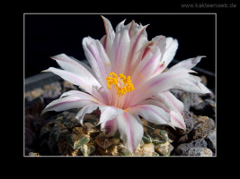 Ariocarpus kotschoubeyanus var. albiflorus