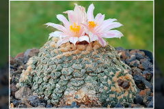 Ariocarpus kotschoubeyanus var. albiflorus